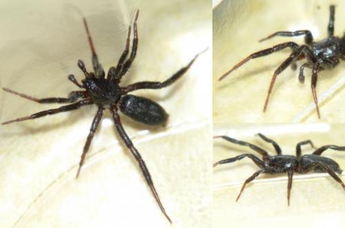 Réf. 247 868 : Zelotinae inconnu